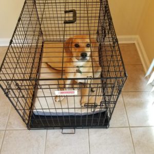 Crate Training Your Dog: Everything Pet Parents Should Know